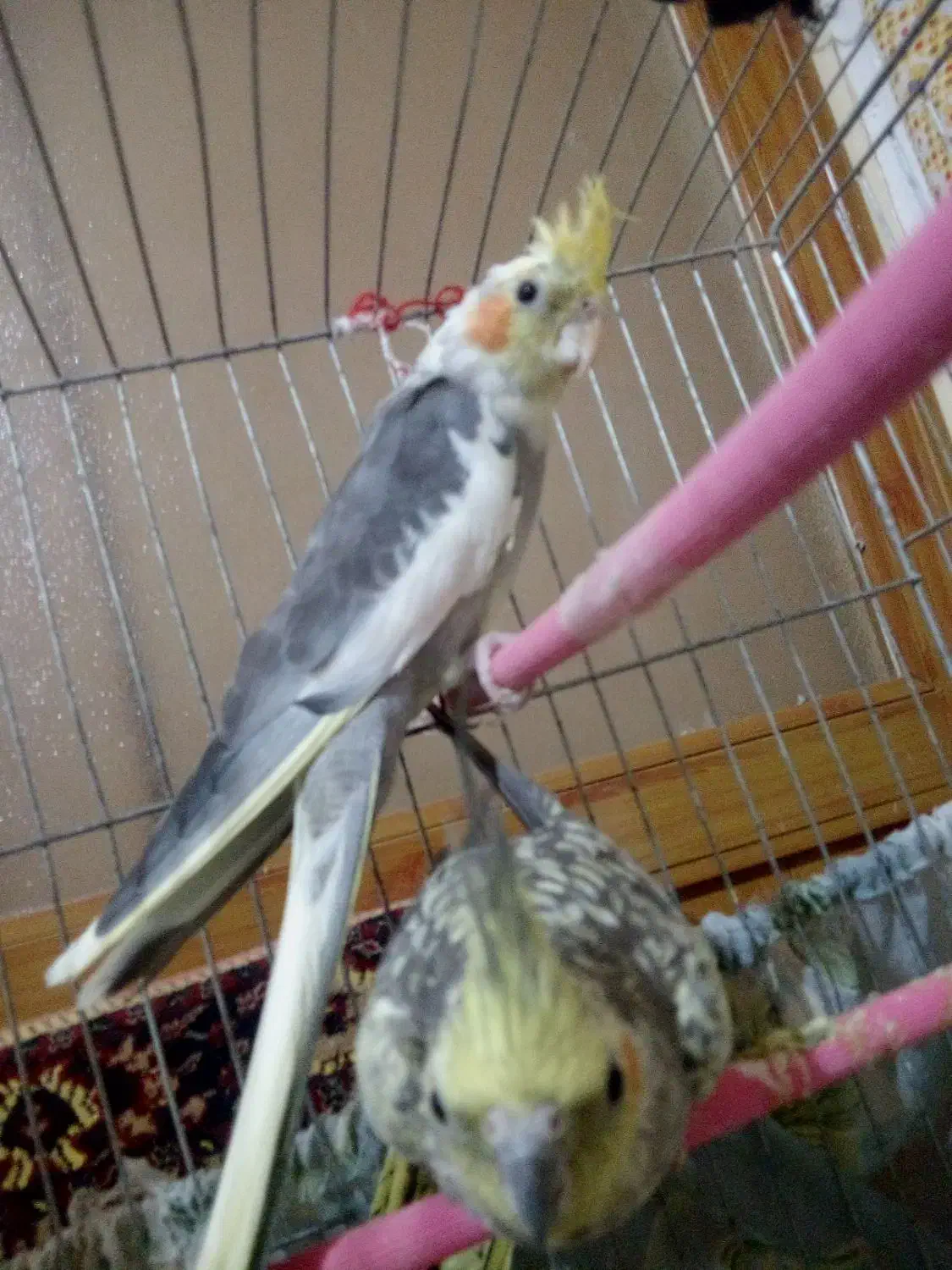 عروس هلندی|پرنده|سراب, |دیوار