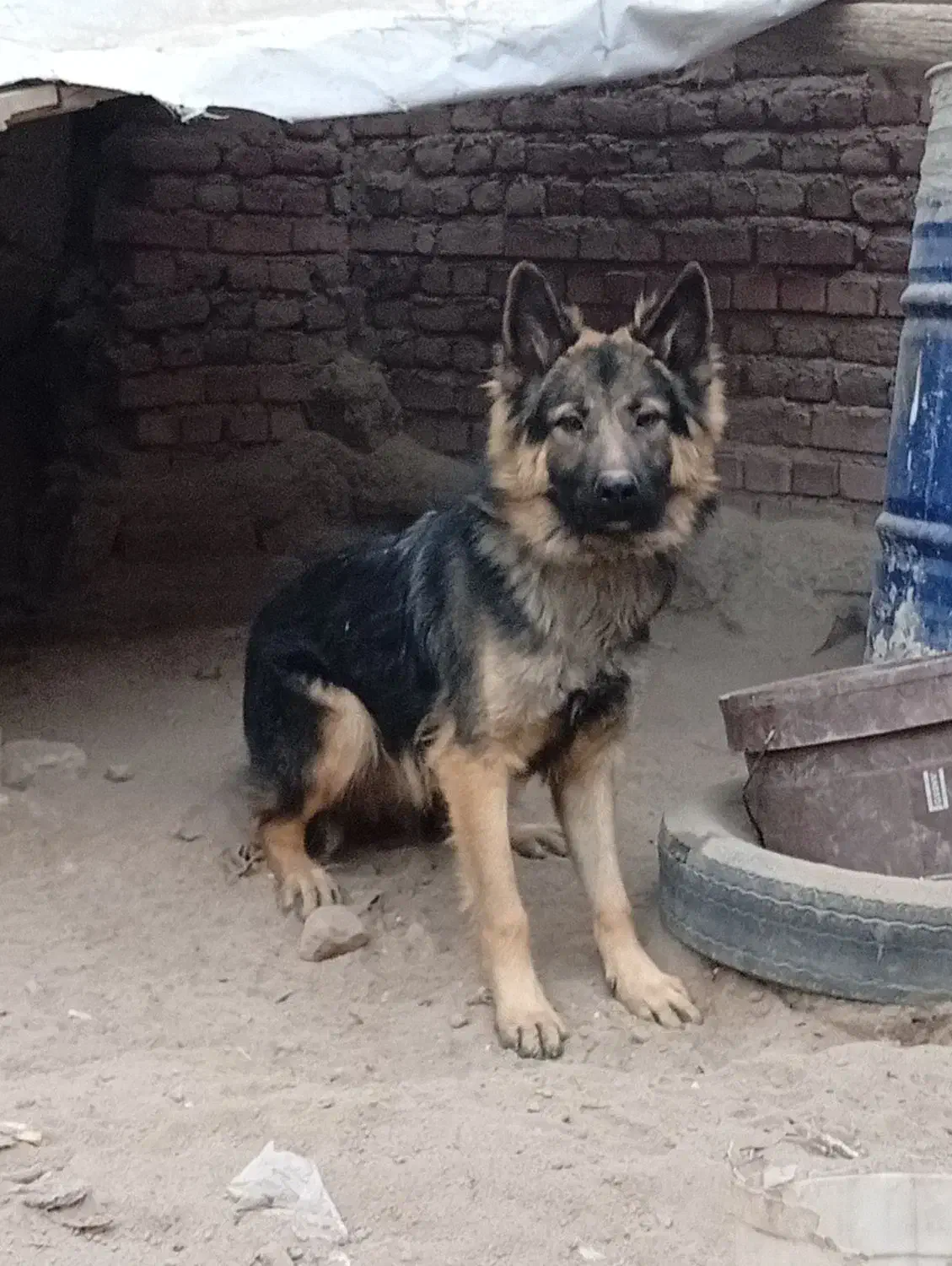 ژرمن شپرد مو بلند|سگ|گوگان, |دیوار