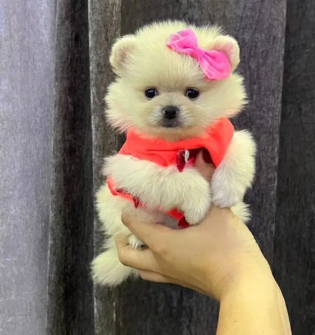 پامر فینگیلی پودل فرفری و شیتزو پنبه ای|سگ|فردیس, فردیس|دیوار