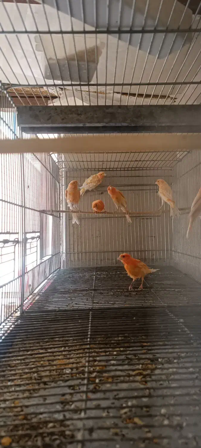 فروش تعدادی قناری|پرنده|سمنان, |دیوار