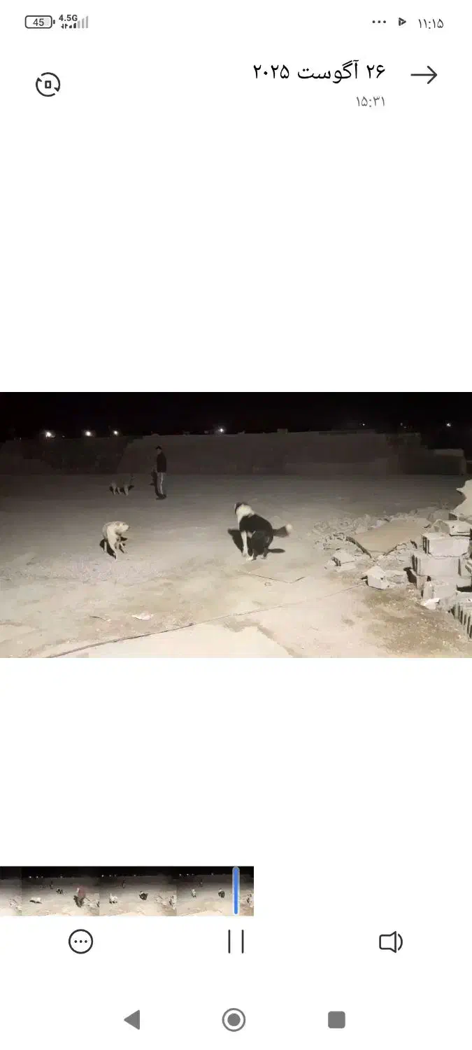 یک عدد سگ نگهبان|سگ|خاوران, |دیوار