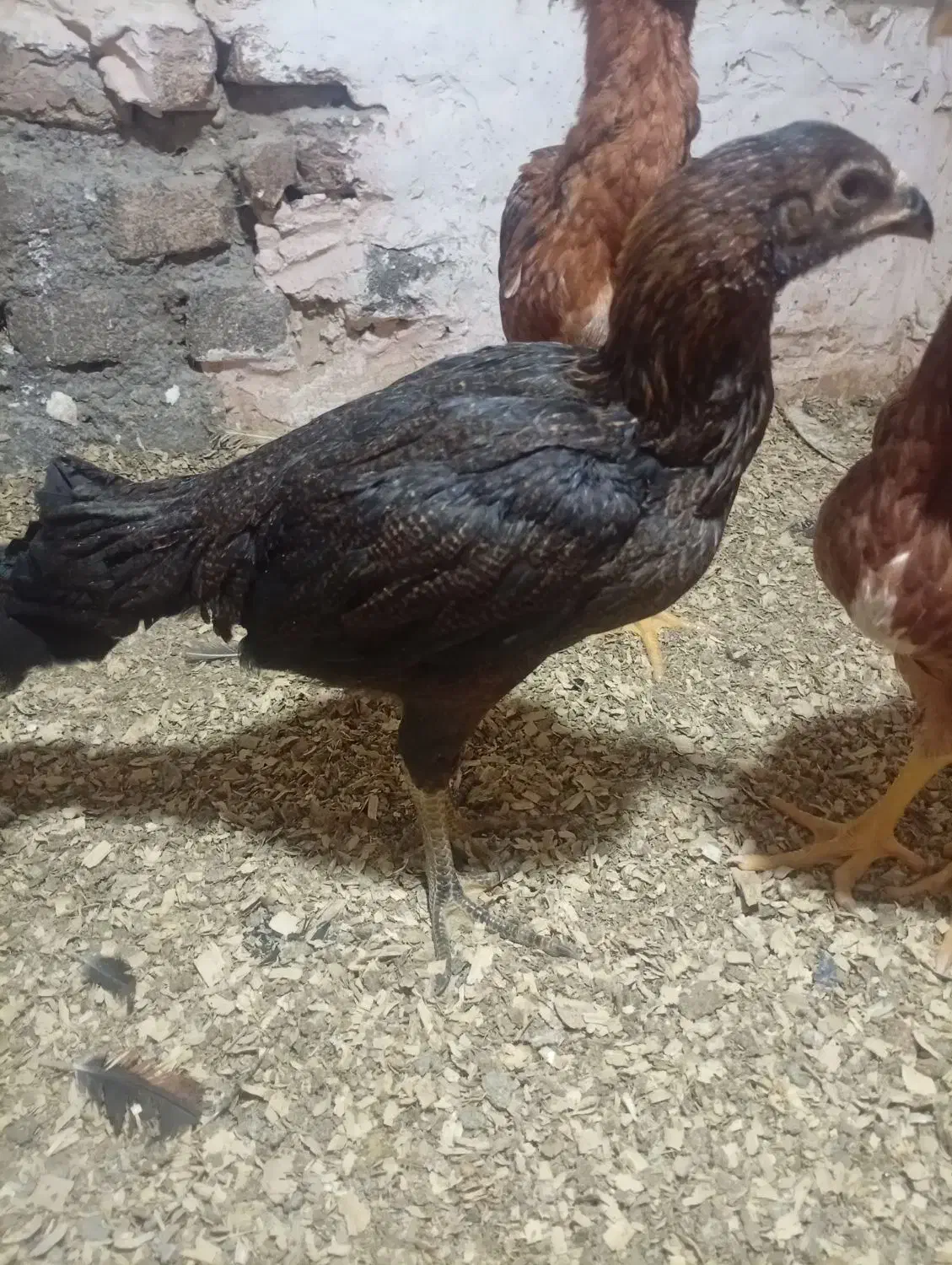 جوجه لاری|حیوانات مزرعه|گرگان, |دیوار