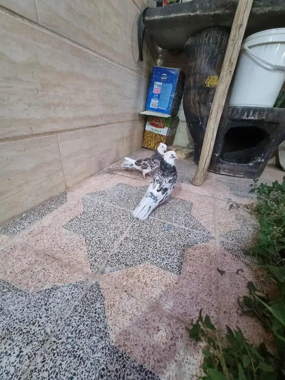 جفت شازده سرور|پرنده|اردکان, |دیوار