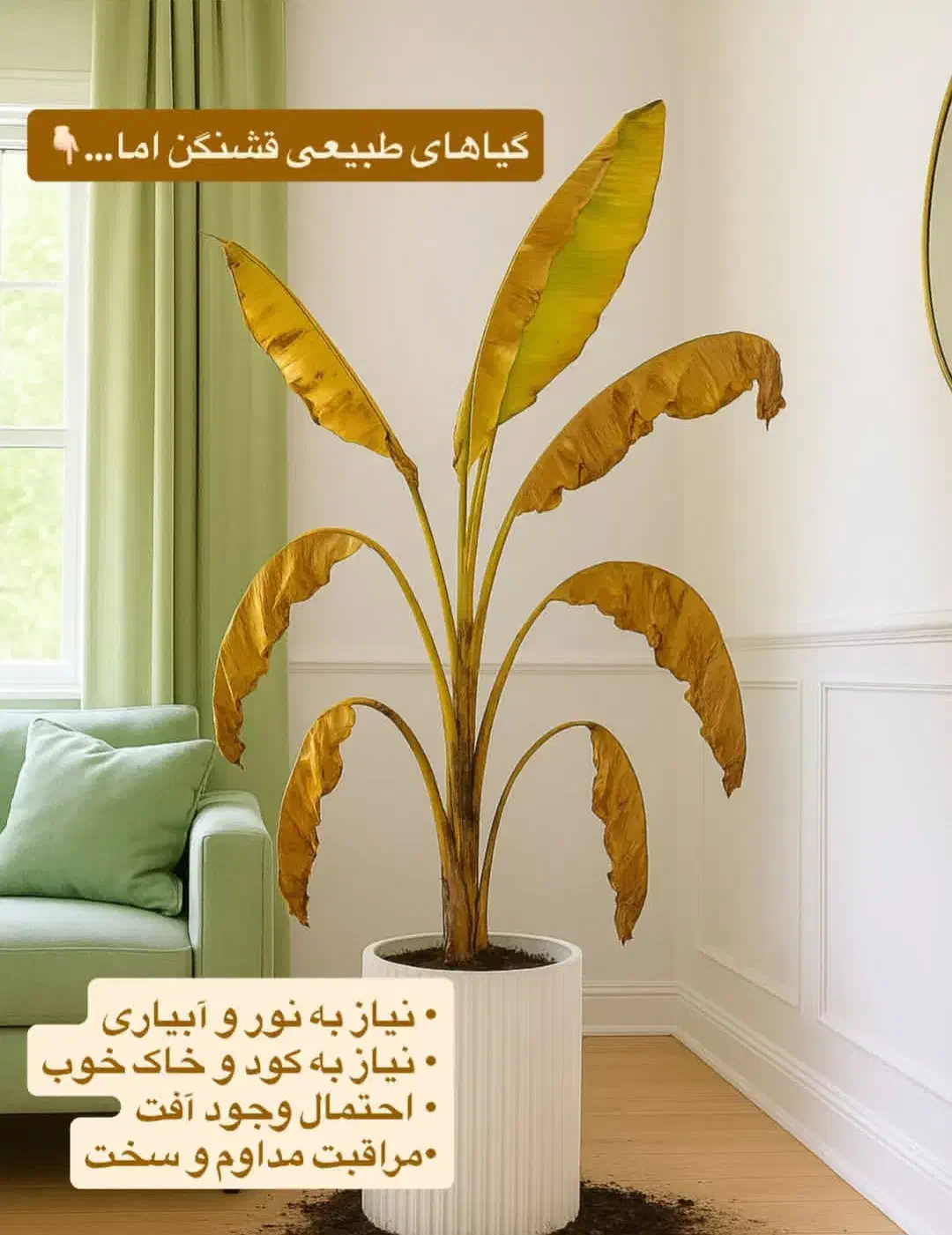 گیاه آپارتمانی|گل و گیاه طبیعی|قم, باجک یک|دیوار