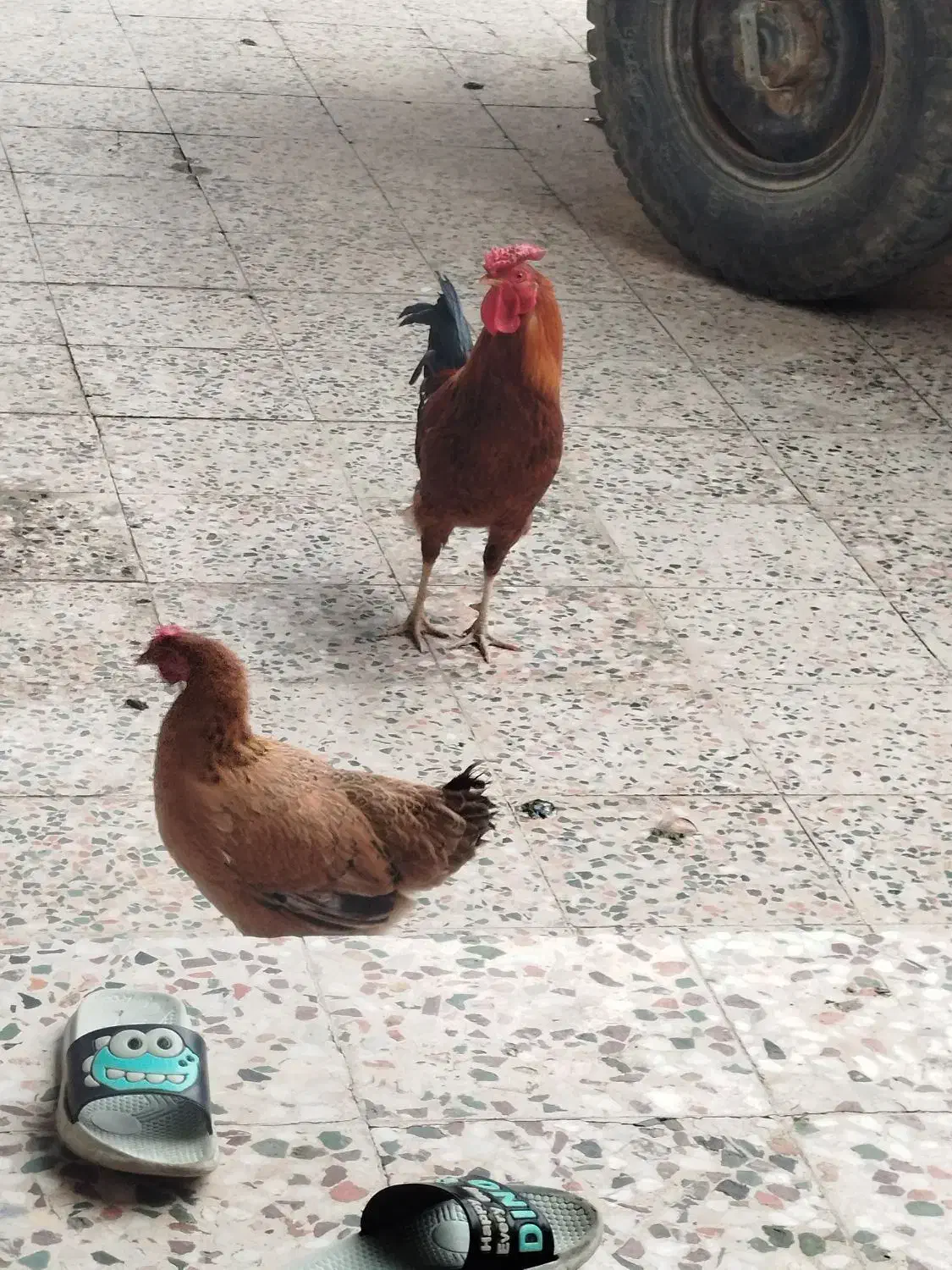 مرغ و خروس برای فروش|حیوانات مزرعه|کرخه, |دیوار