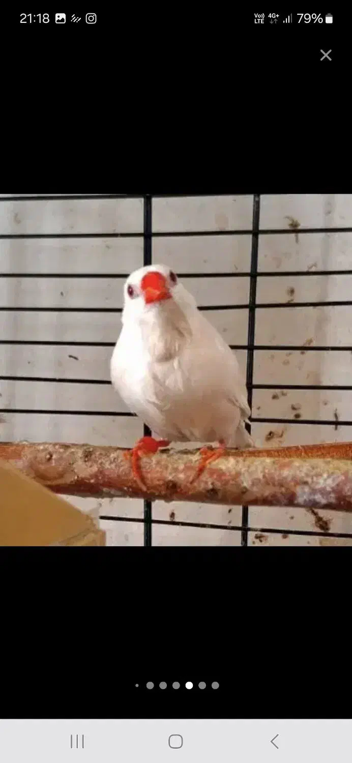 فنچ کرواتی مولد|پرنده|تهران, دبستان|دیوار