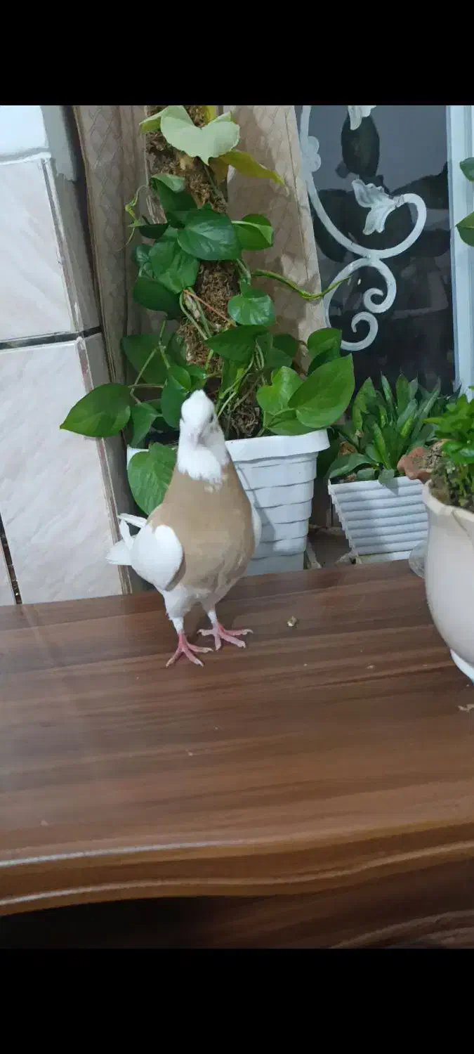 کبوتر|پرنده|مرودشت, فاز اول شهرک فرهنگیان|دیوار