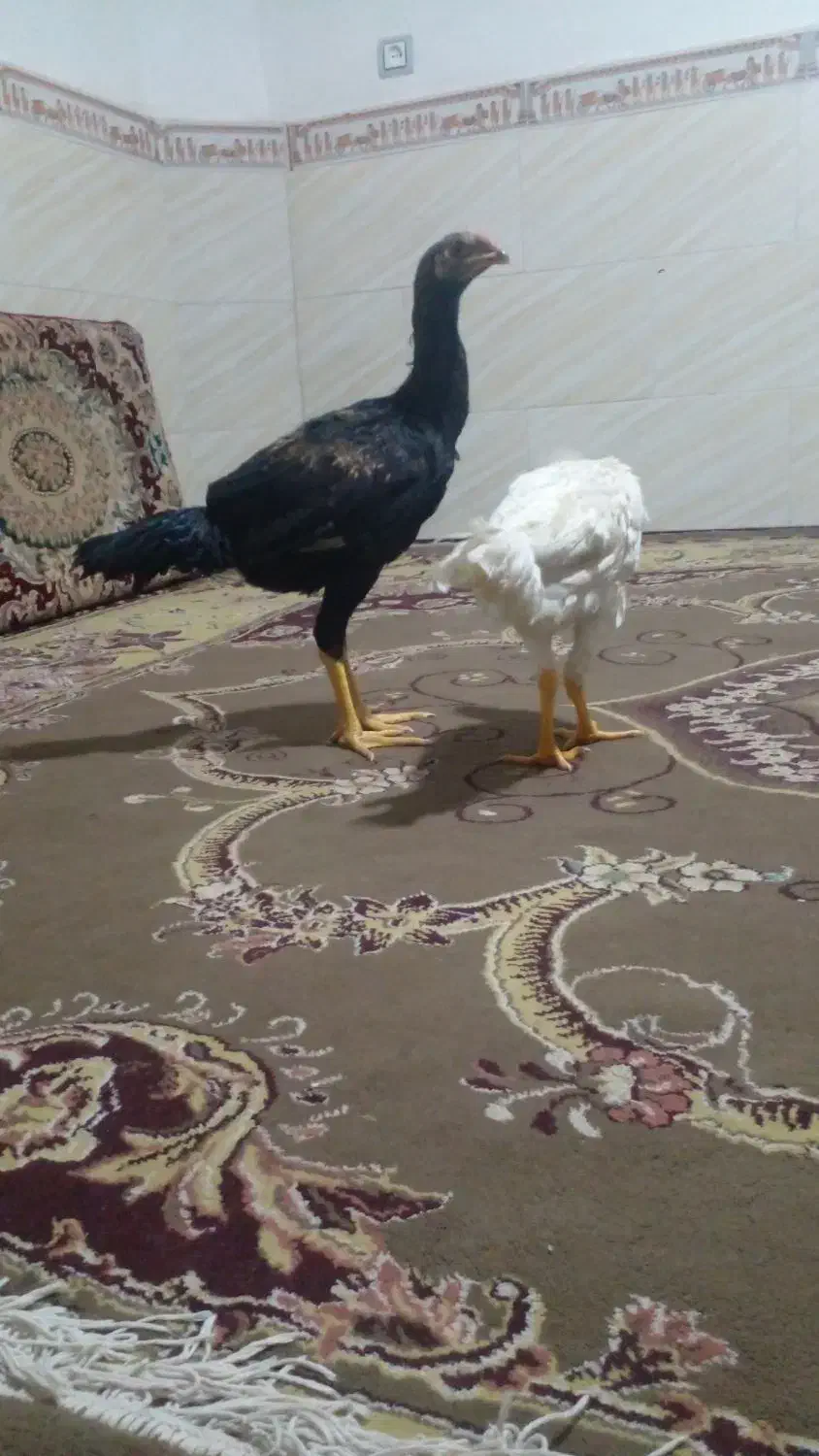 لاری ۸ ماهه|حیوانات مزرعه|اقبالیه, |دیوار