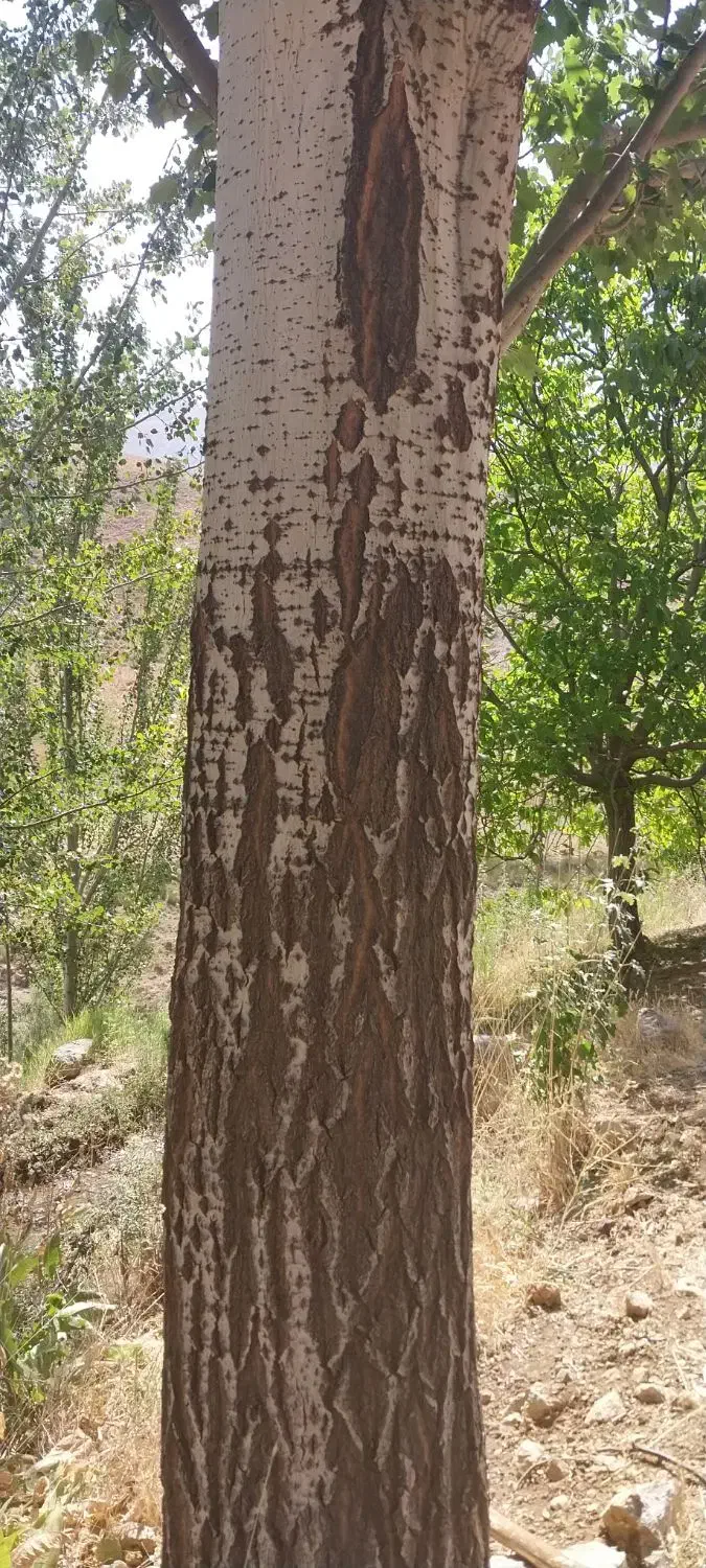 درخت کبوده وگردو|گل و گیاه طبیعی|شهرکرد, |دیوار