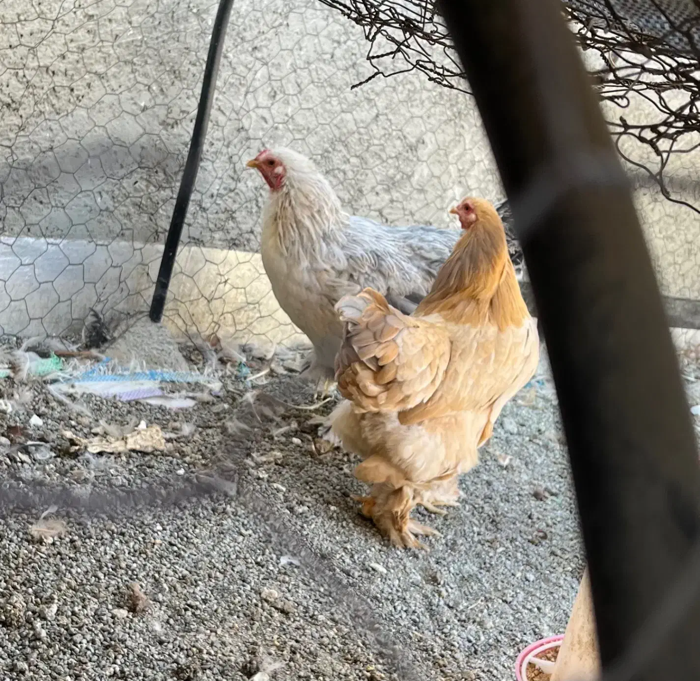 مرغ برهما اصیل و مولد|حیوانات مزرعه|قزوین, |دیوار