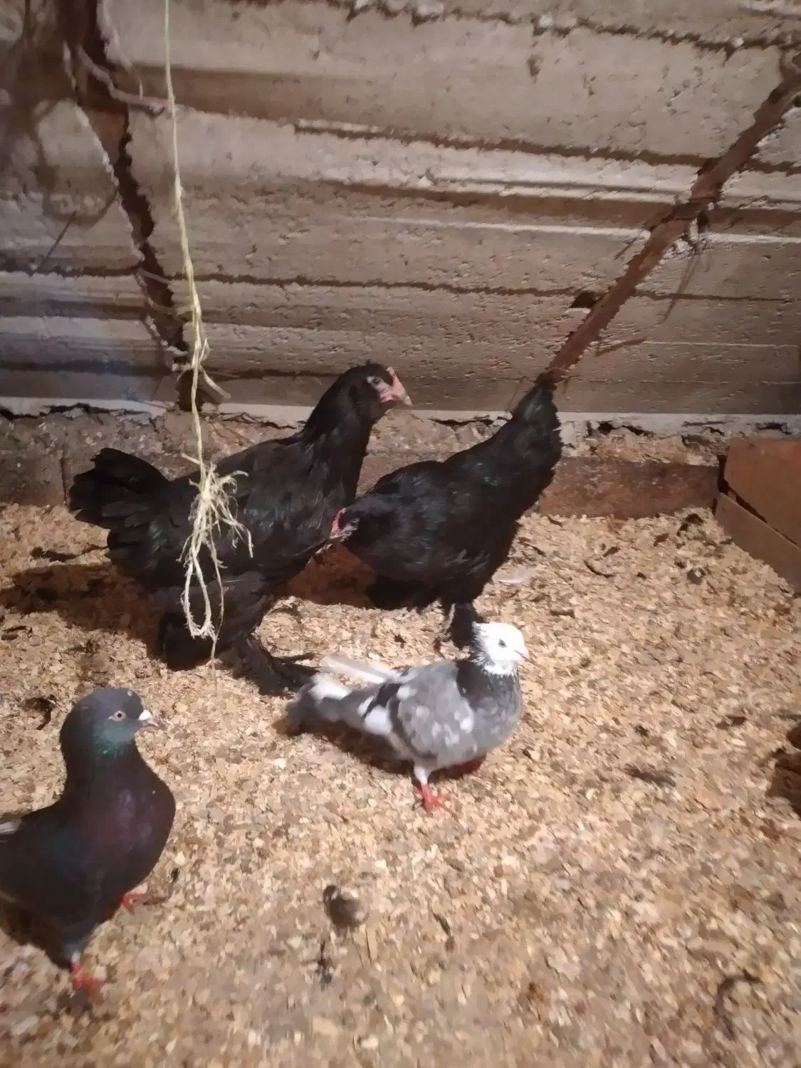 خروس سیاه ،،مرغ وخروس مرندی|حیوانات مزرعه|تنکابن, |دیوار