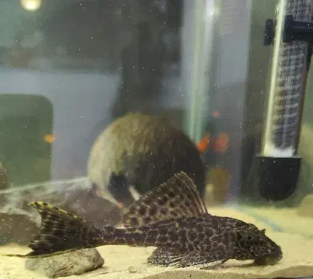 کت فیش|ماهی|کرمان, |دیوار