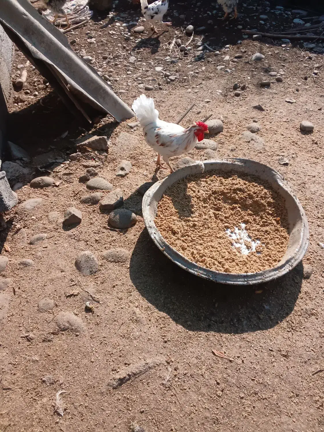 مرغ و خروس نژاد گلین|حیوانات مزرعه|گتاب, |دیوار