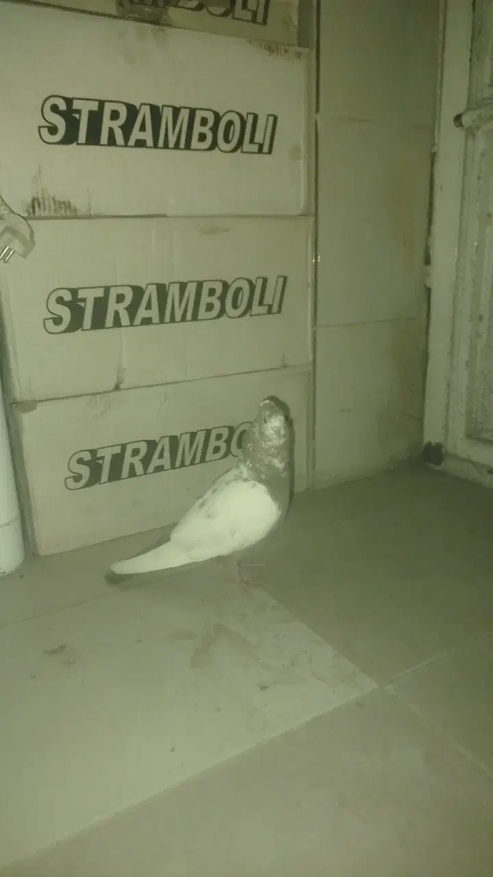 کبوتر رنگی سینه|پرنده|بجنورد, |دیوار