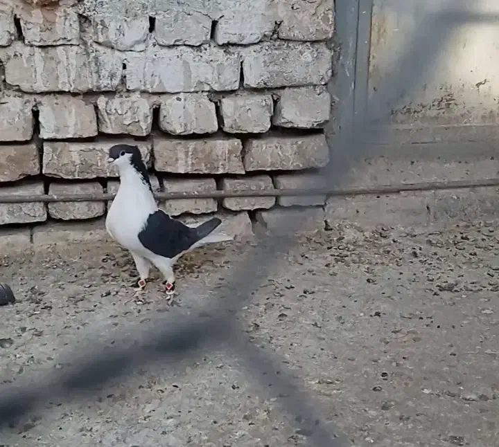 نر چپ سیاه افغانی|پرنده|زاوه, |دیوار