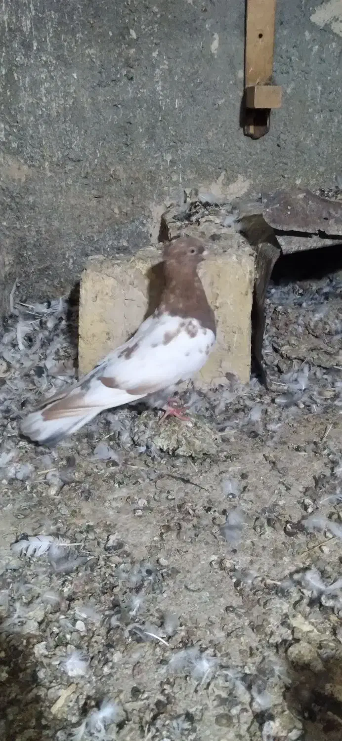 سینه کاکلی نر|پرنده|مشهد, نیزه|دیوار