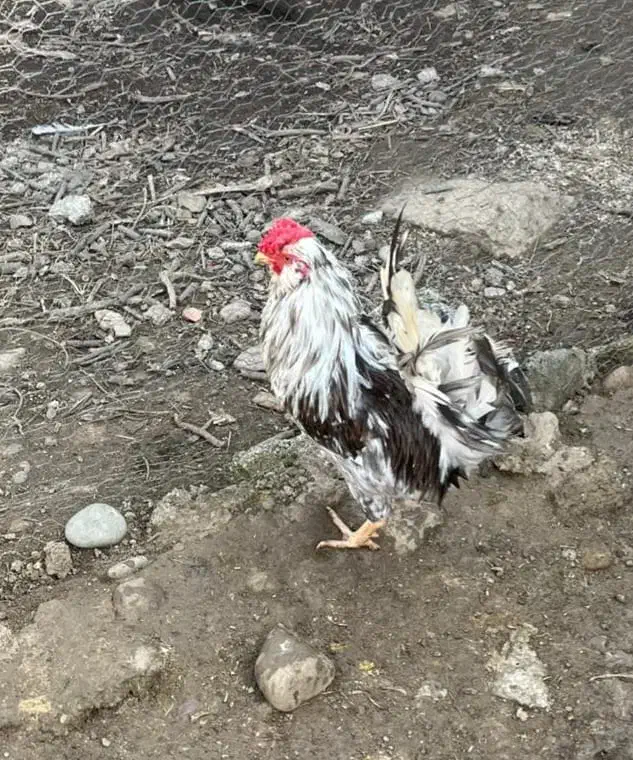 تخم مرغ گلین ریشو پنگونی و برهما لایت و برهما کوکو|حیوانات مزرعه|چالوس, |دیوار