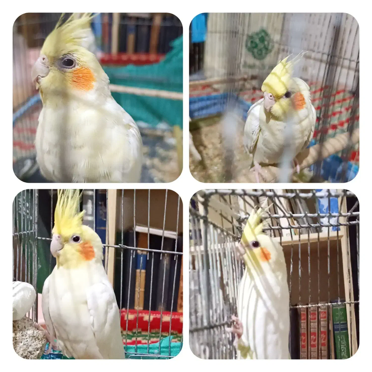 عروس هلندی لوتینو|پرنده|قم, پردیسان|دیوار