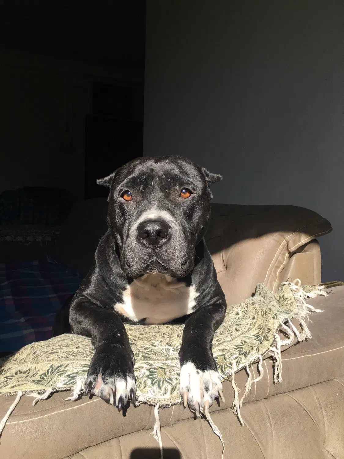 گمشده|سگ|گرگان, |دیوار