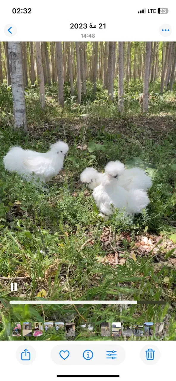 مرغ ابریشمی|حیوانات مزرعه|قره ضیاالدین, |دیوار