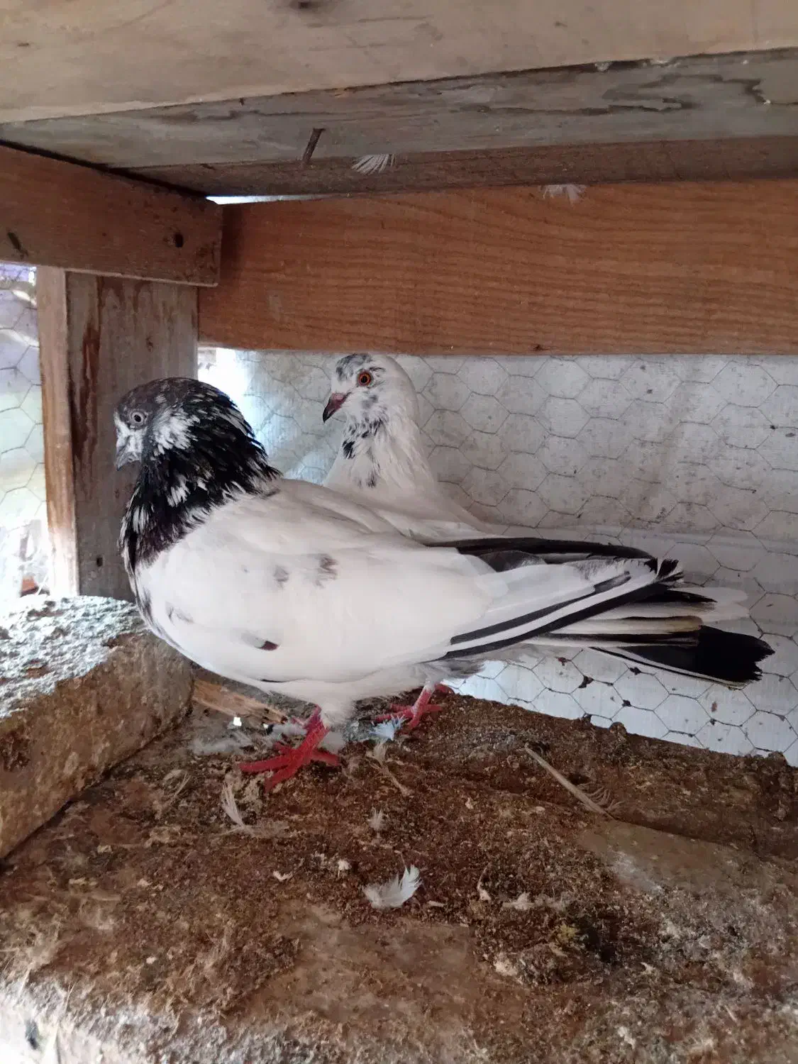 کبوتر کله دم سبز قیمت 500|پرنده|آق قلا, |دیوار