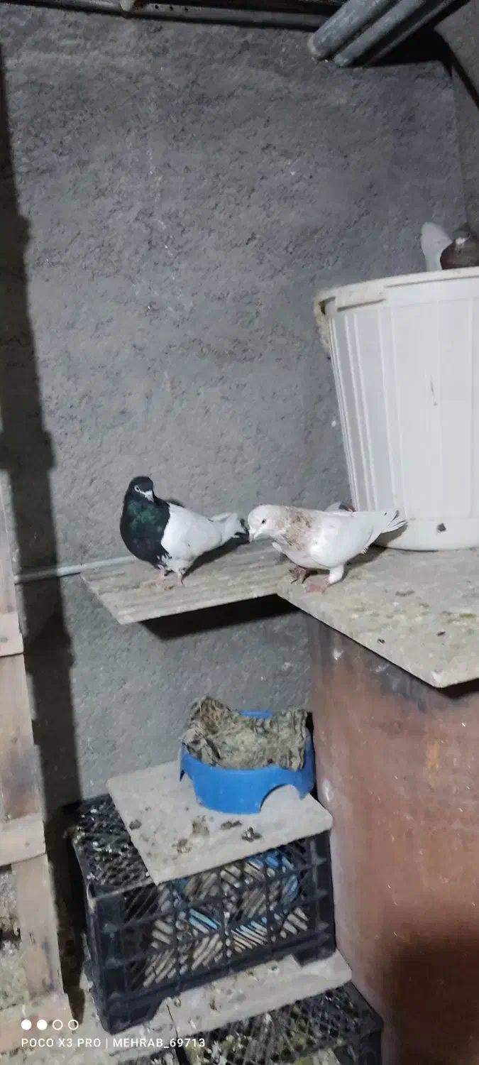 کبوتر،قناری،فروش معاوضه|پرنده|خرم‌آباد, |دیوار