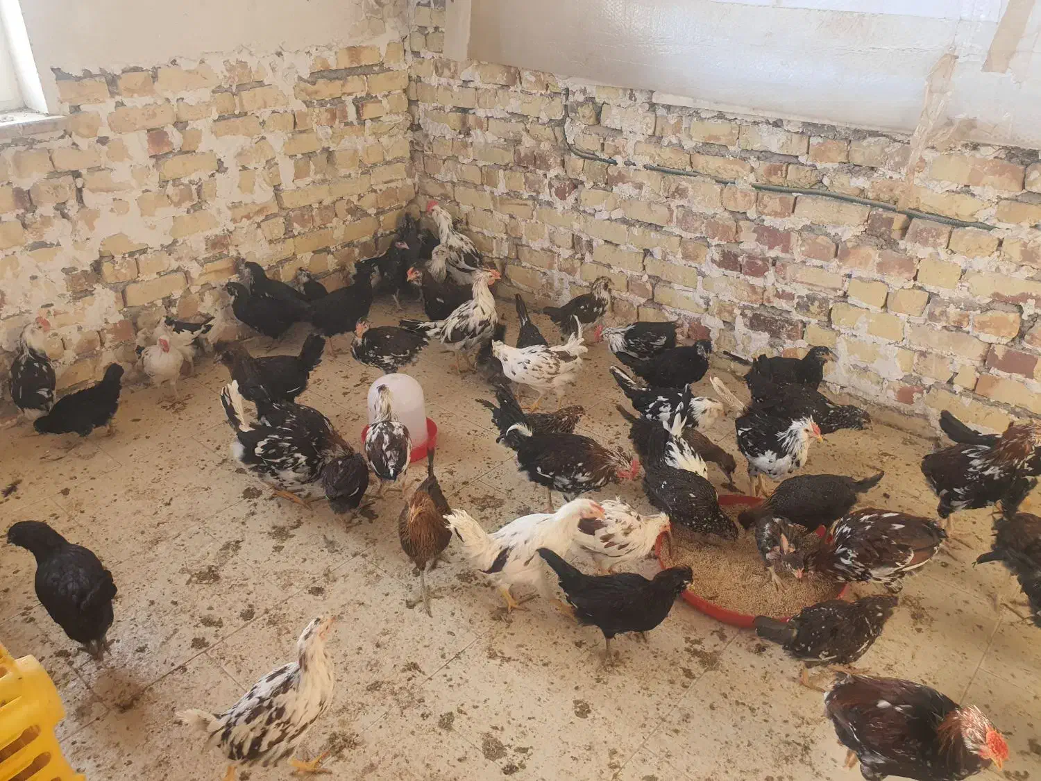 نیمچه مرغ و خروس گلین|حیوانات مزرعه|تهران, آهنگ|دیوار