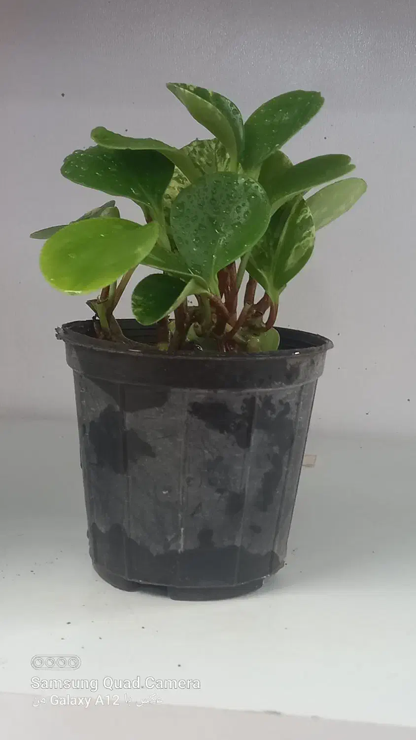 گل مخصوص خانه|گل و گیاه طبیعی|اصفهان, گرکان|دیوار