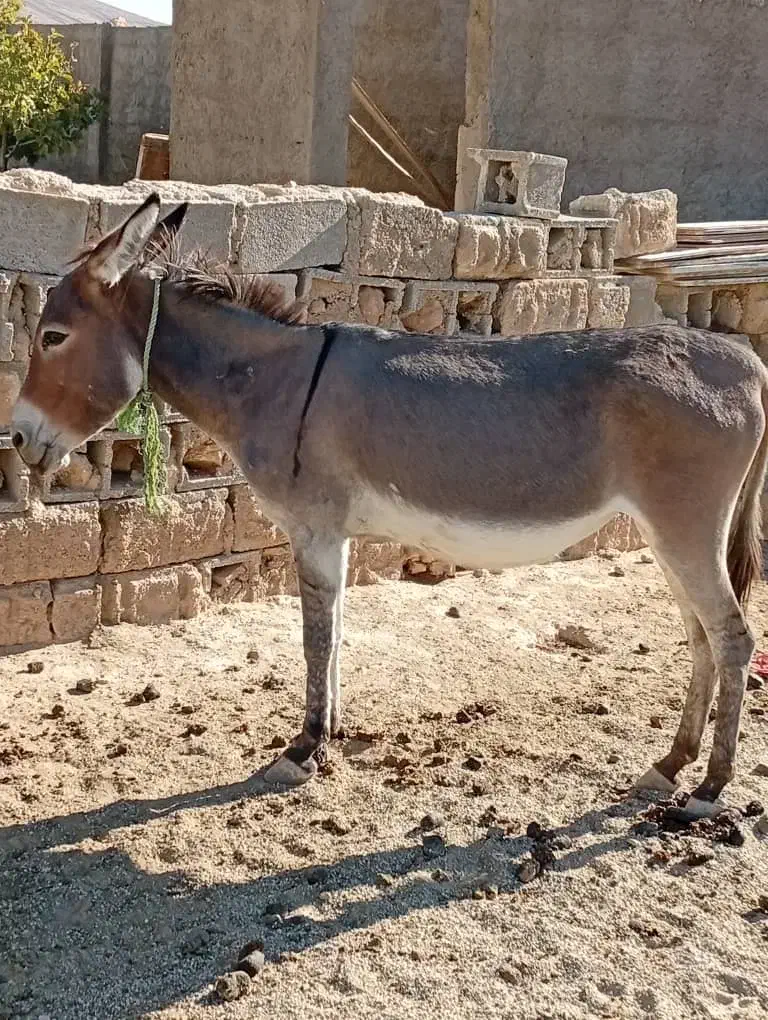 الاغ ، خر ماده شیر دار ،گله ای ،باری|حیوانات مزرعه|شیراز, شهرک سعدی|دیوار