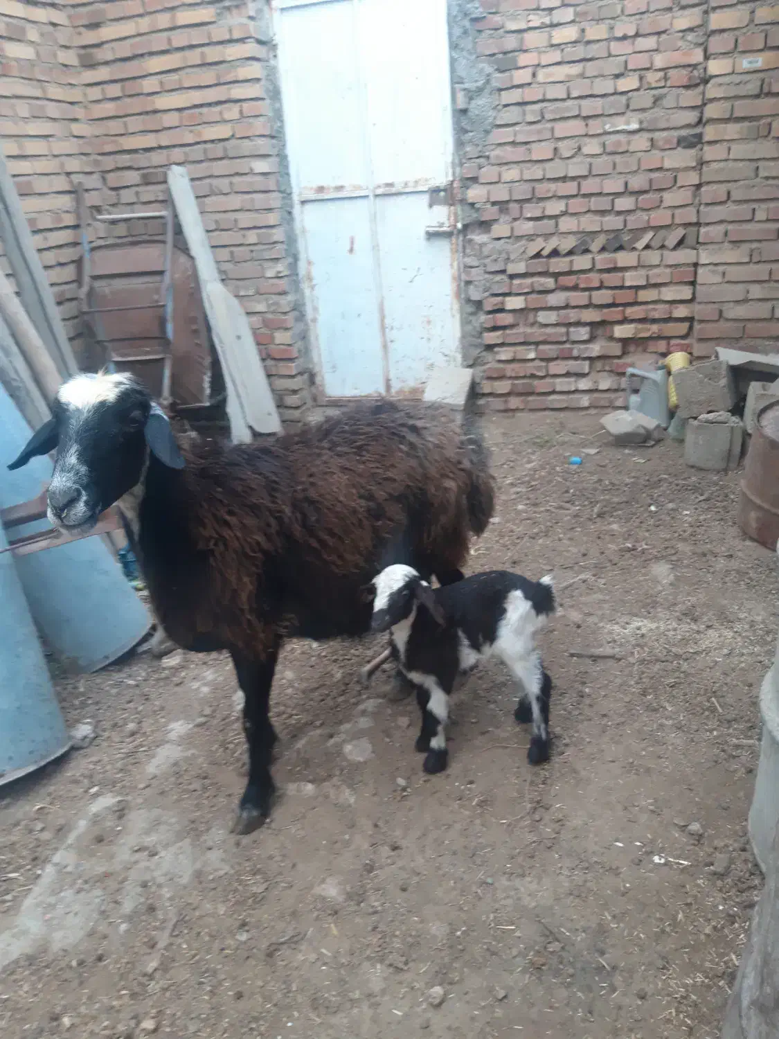 یک راس بره دار دورشت و هیکلی عروسک صحیح سالم|حیوانات مزرعه|گنبد کاووس, |دیوار