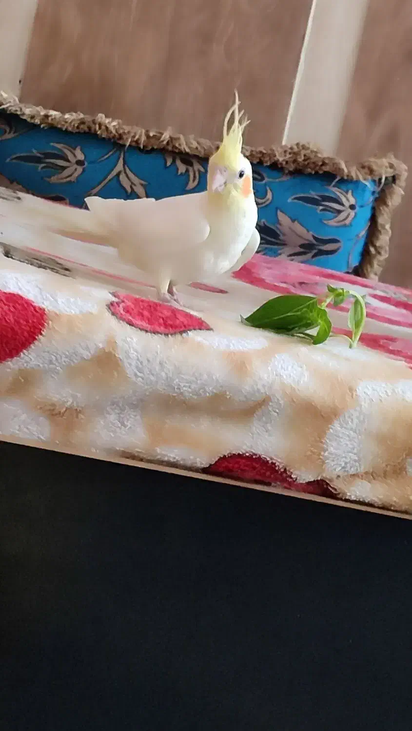 عروس هلندی|پرنده|لنده, |دیوار