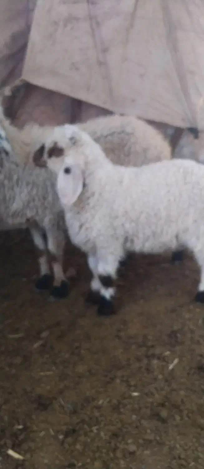 گوسفند|حیوانات مزرعه|گوهرکوه, |دیوار