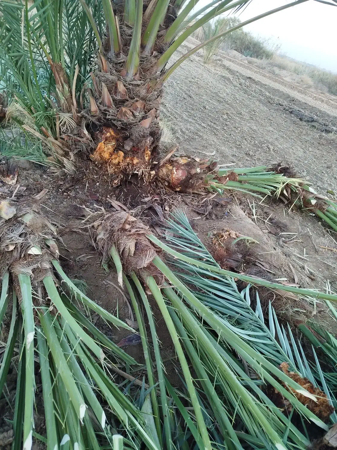 پاجوش نخل|خدمات باغبانی و درختکاری|رامشیر, |دیوار