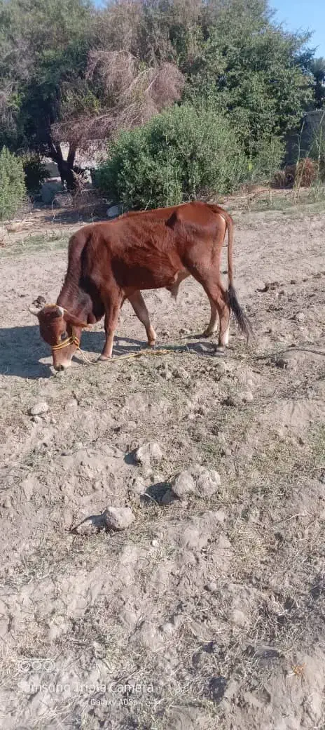 موفت ...فروش گوساله۲سال۷ماه|حیوانات مزرعه|منوجان, |دیوار