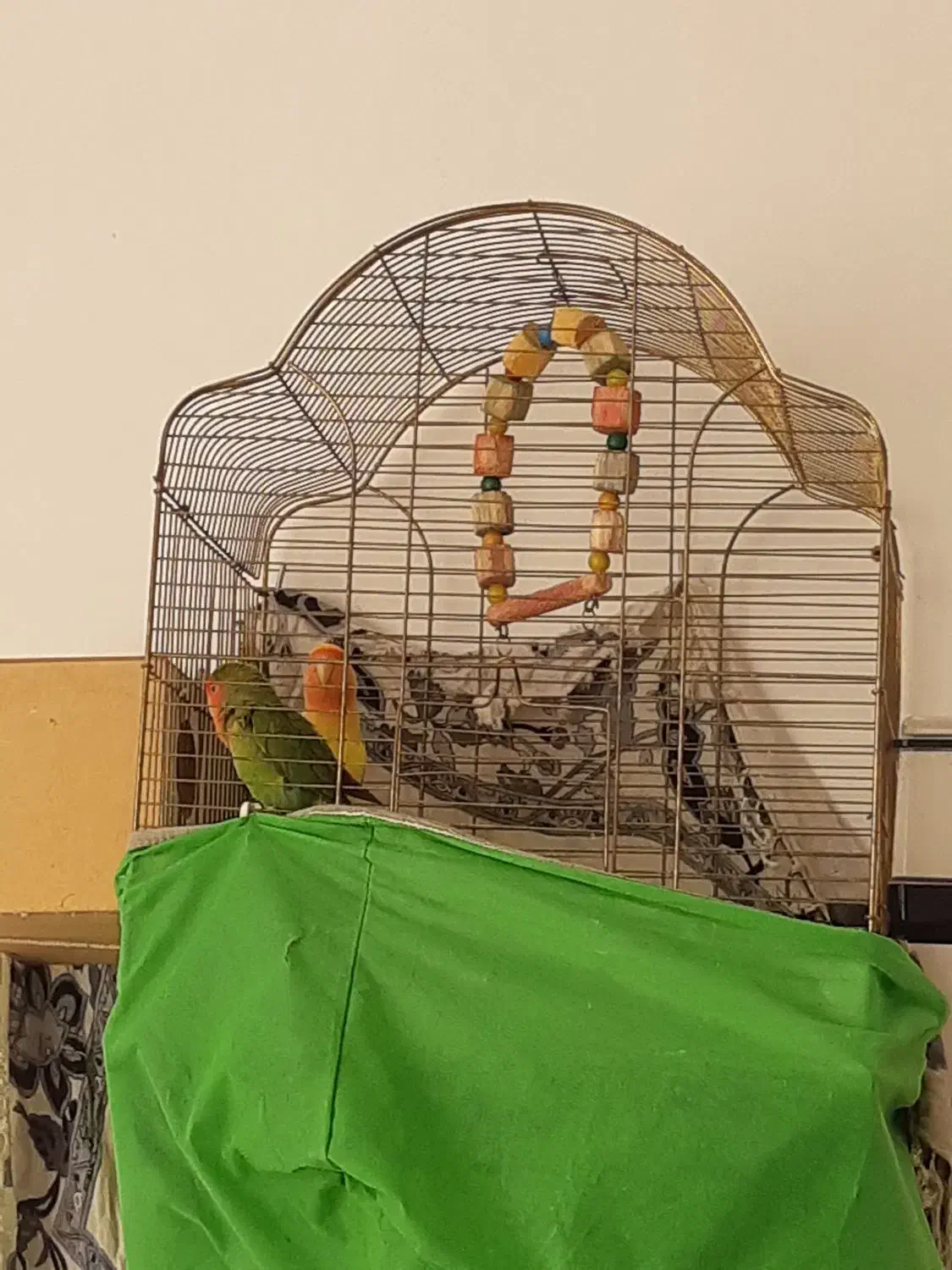 یک جفت طوطی برزیلی مولد  به همراه قفس وسایرلوازم|پرنده|قم, شهرک قدس|دیوار