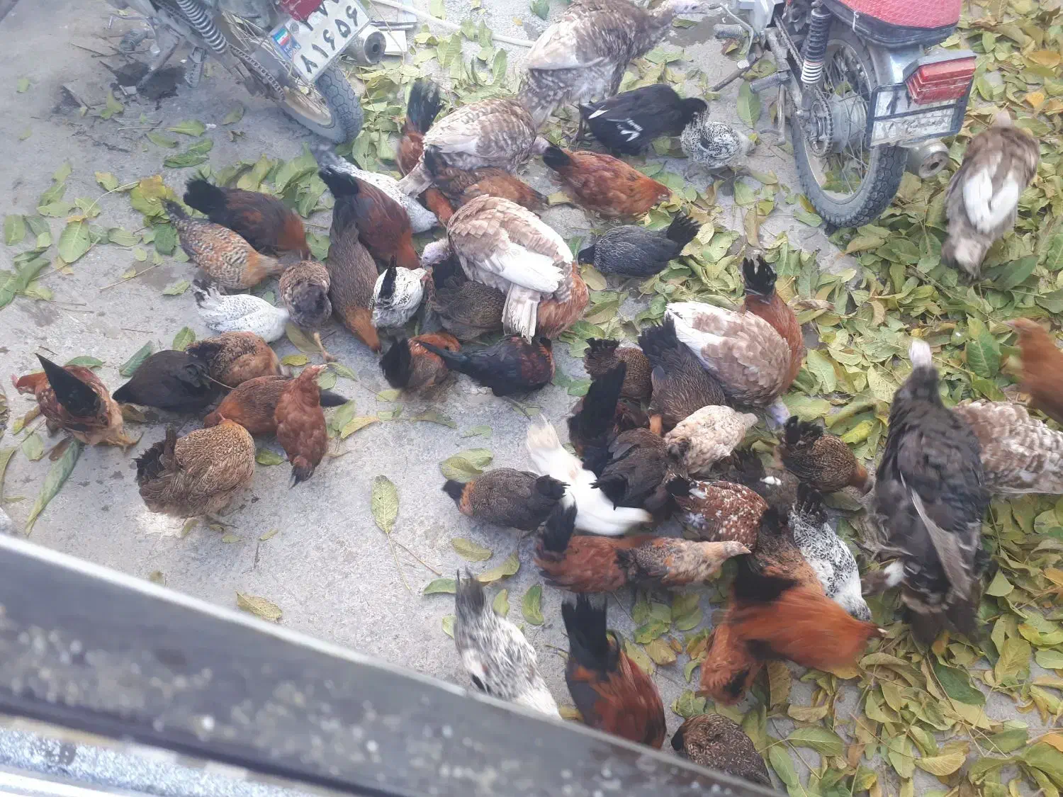 فروش مرغ دو رگه گلین وکردی اصل|حیوانات مزرعه|بلبان آباد, |دیوار