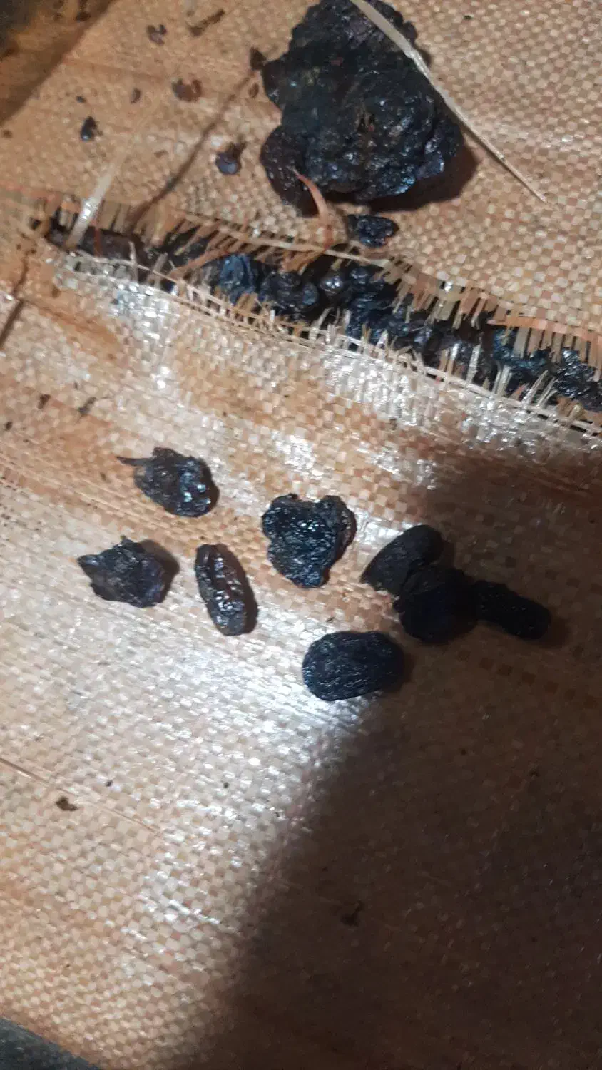 کشمش بیدانه و مویز|عمده‌فروشی|رشت, باهنر|دیوار