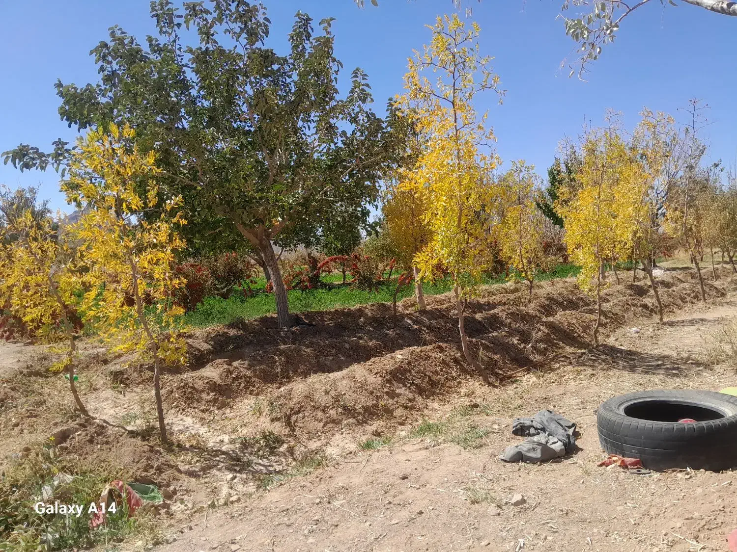 باغ ویلا|فروش خانه و ویلا|سربیشه, |دیوار