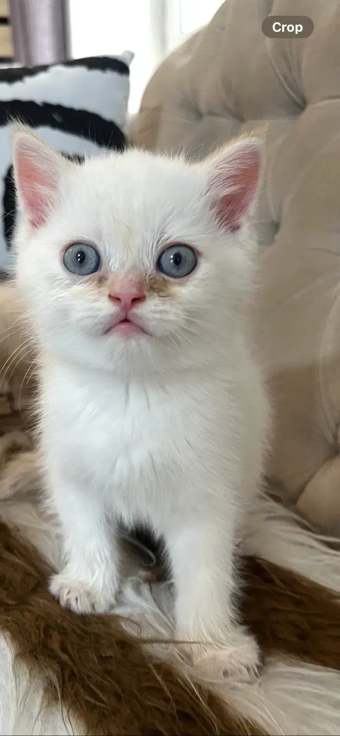 اسکاتیش بریتیش نر|گربه|مراغه, |دیوار