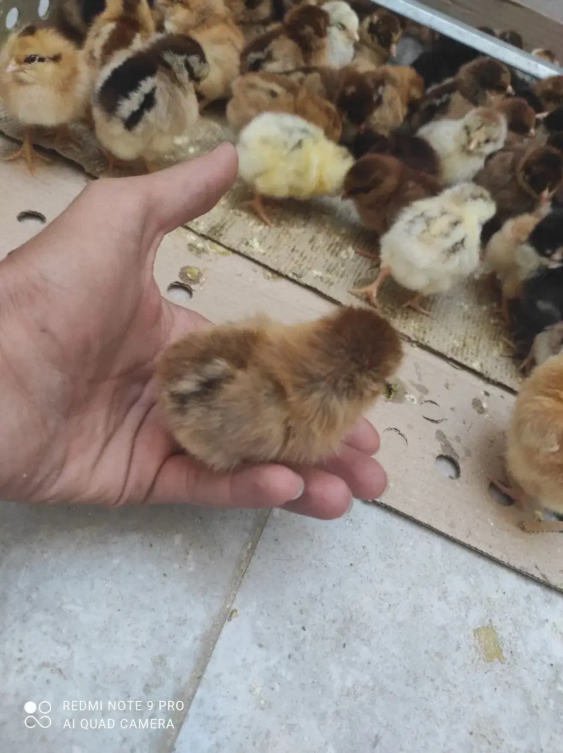 جوجه|حیوانات مزرعه|بندرعباس, |دیوار