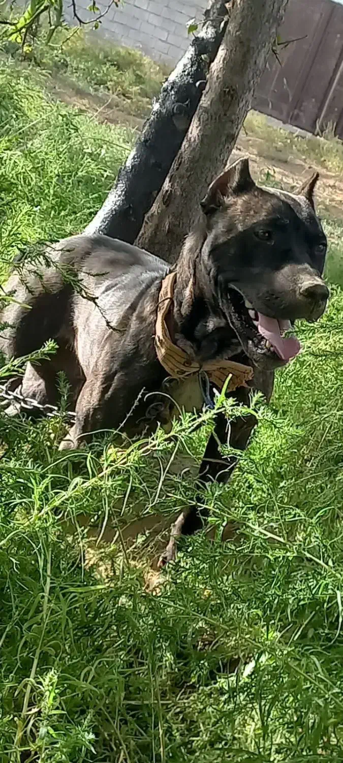 سگ پیتبول|سگ|میاندوآب, |دیوار