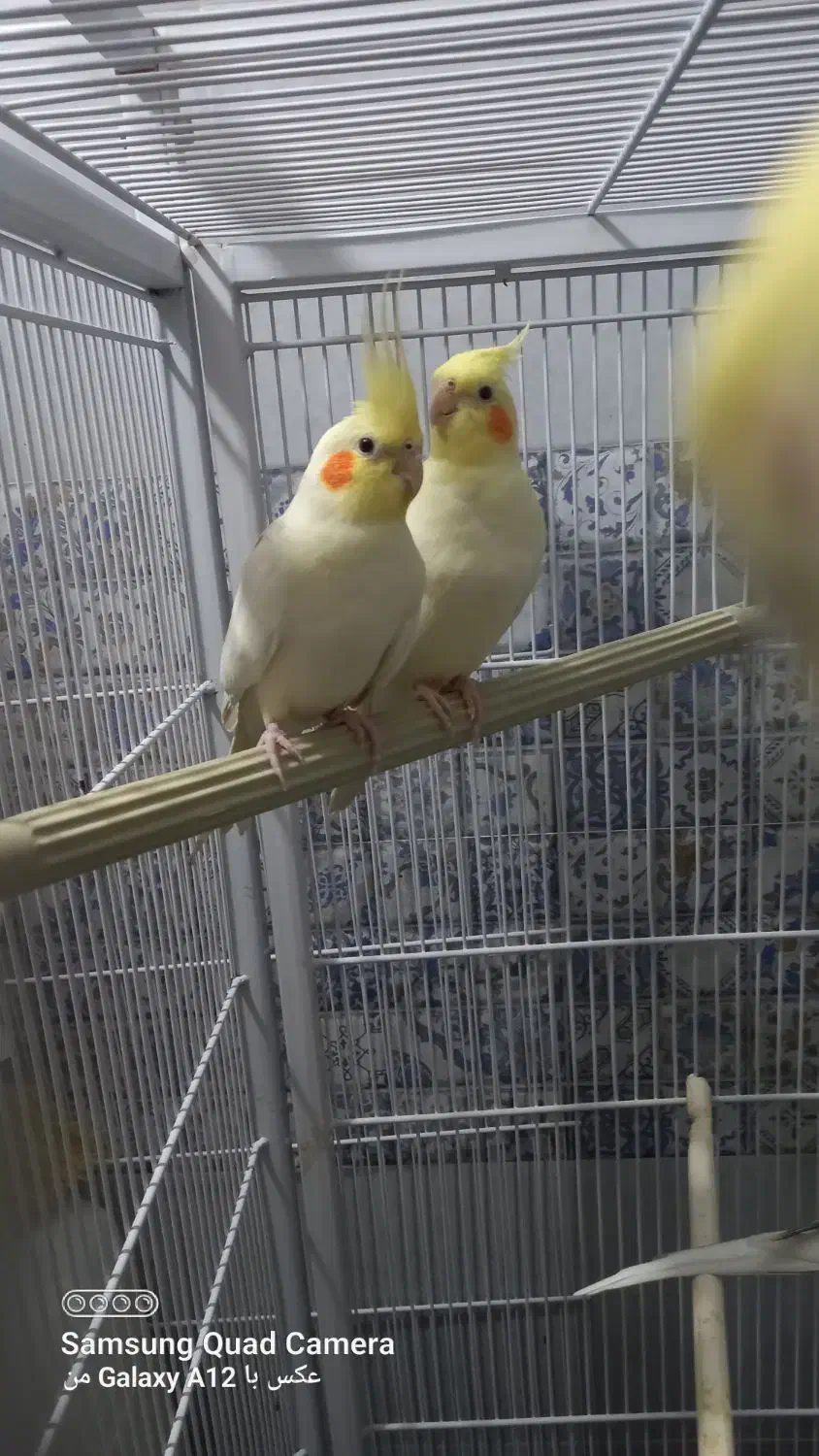 عروس هلندی|پرنده|پاکدشت, پاکدشت (مامازند)|دیوار