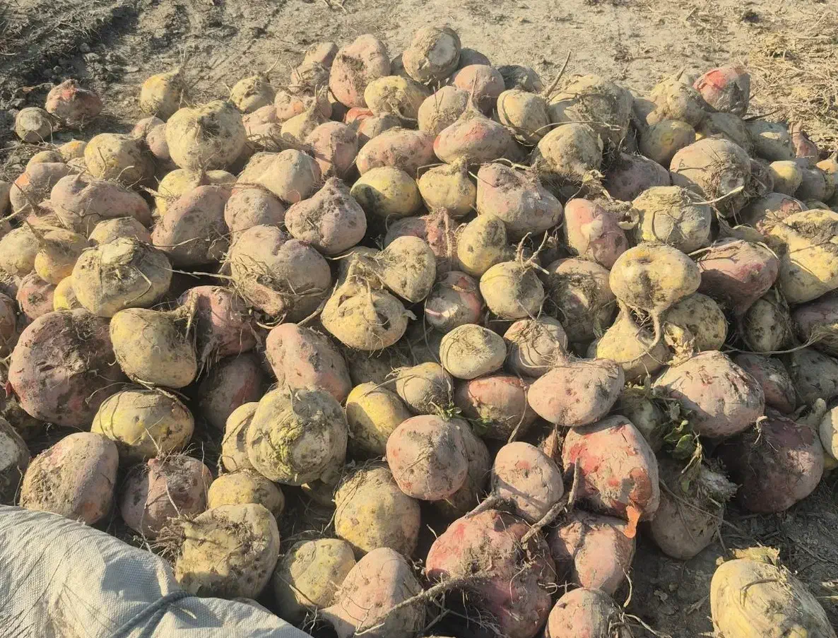 چغندر دامی|لوازم جانبی حیوانات|یزد, |دیوار