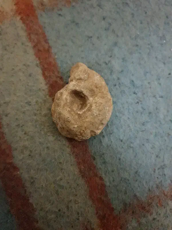 فسیل حلزون|کلکسیون اشیاء عتیقه|شیراز, مسلم|دیوار