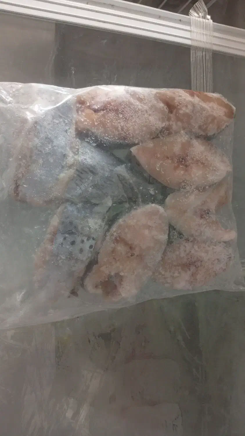 شیر ماهی|ماهی|یزد, |دیوار