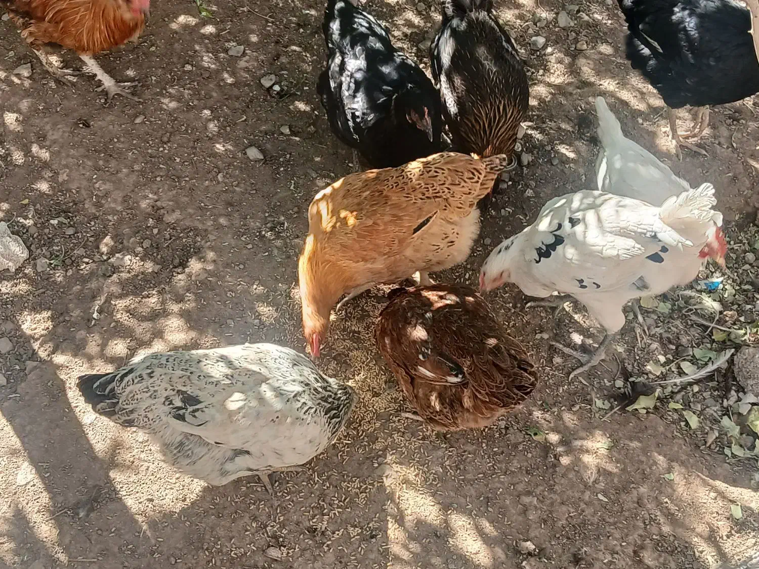 مرغ جوان توتک بومی|حیوانات مزرعه|بروجن, |دیوار