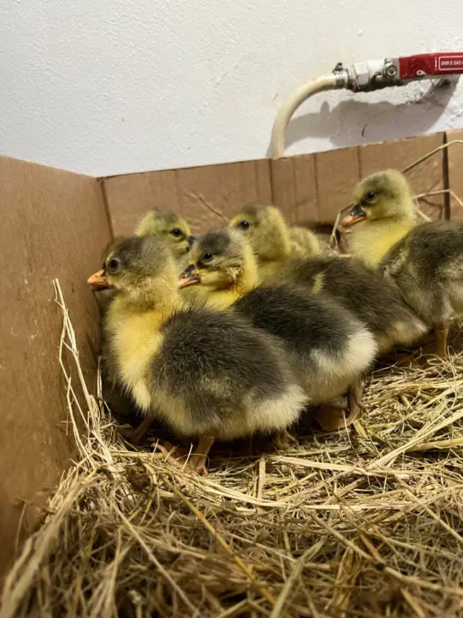 بچه غاز|حیوانات مزرعه|چمستان, |دیوار