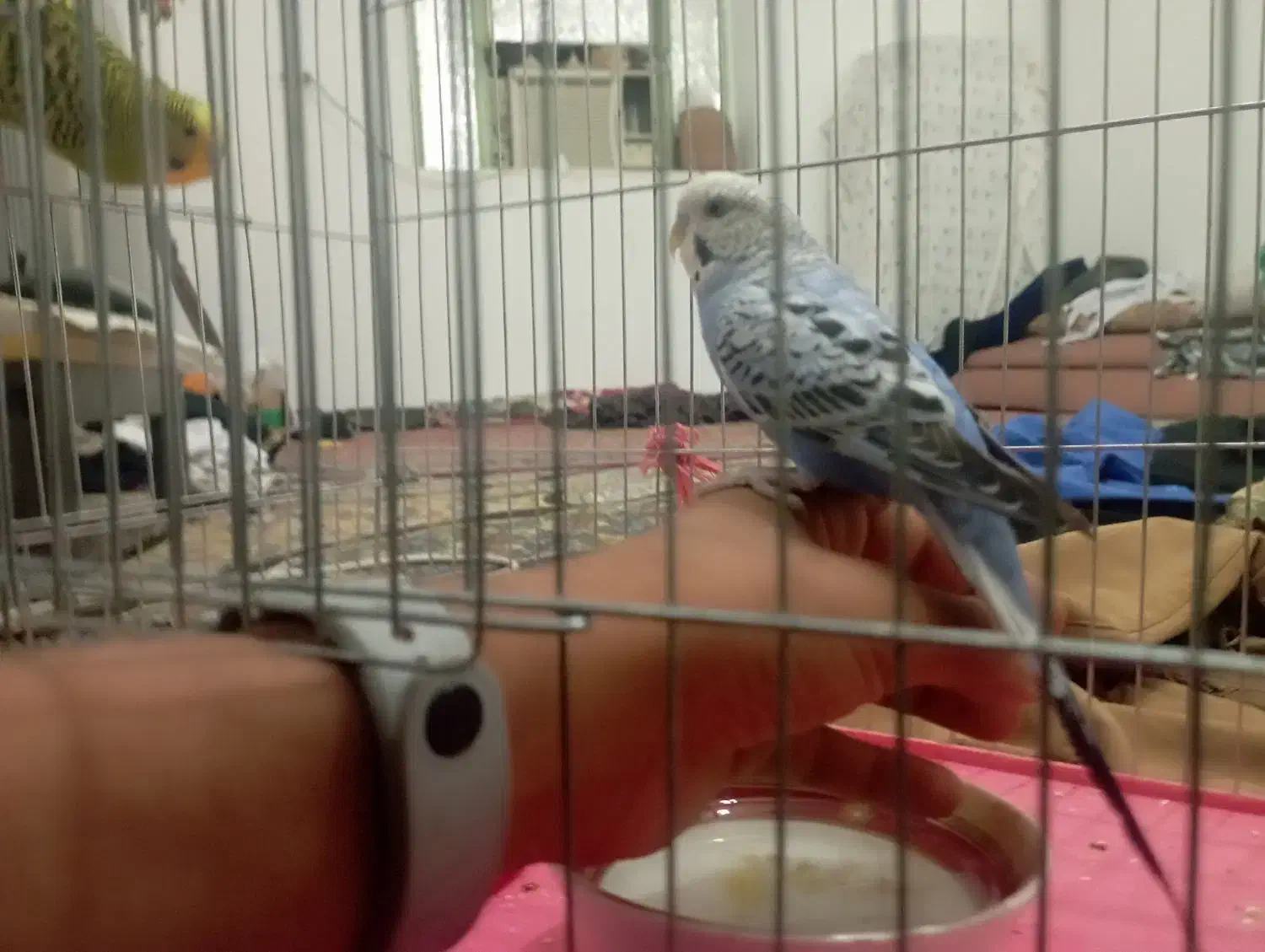 مرغ عشق|پرنده|توکهور, |دیوار