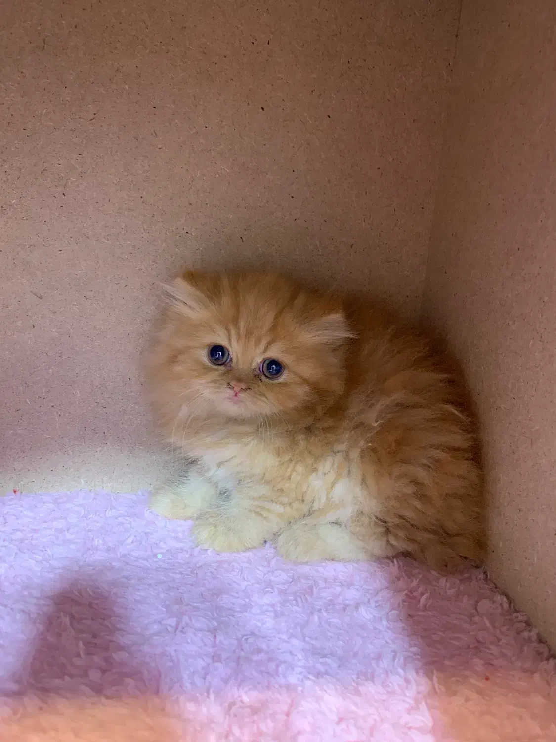 بریتیش های لانگ هیر|گربه|رشت, لاکانی|دیوار