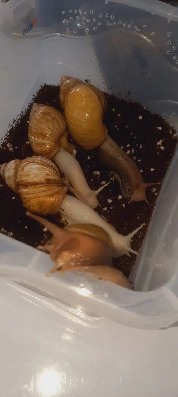 حلزون آچاتینا اسکارگو|آرایشی، بهداشتی، درمانی|میاندوآب, |دیوار